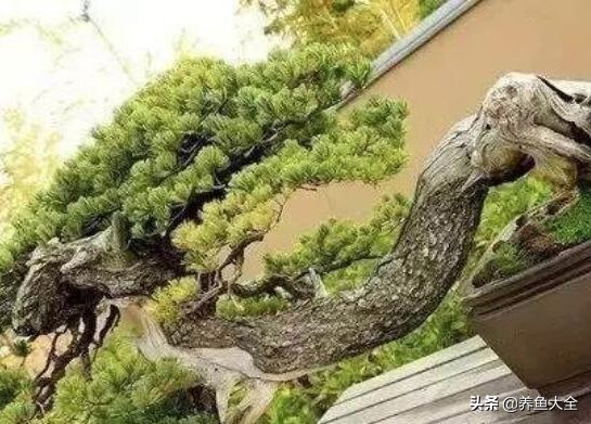 世界名贵花图片大全集,世界上最漂亮名贵的花卉