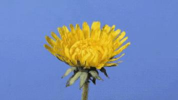 肛周脓肿得肛瘘的几率有多大,肛周脓肿怎么确定肛瘘