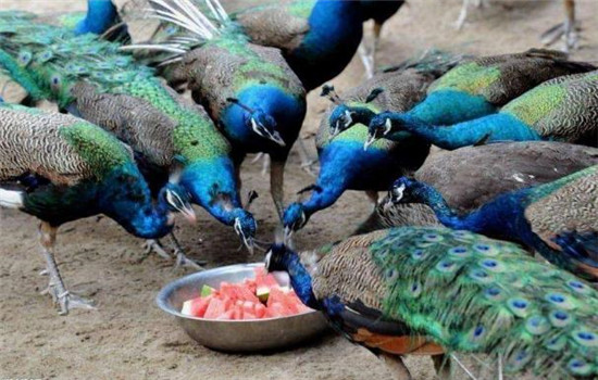 一百只孔雀养殖下来能赚多少钱,一只孔雀能赚多少