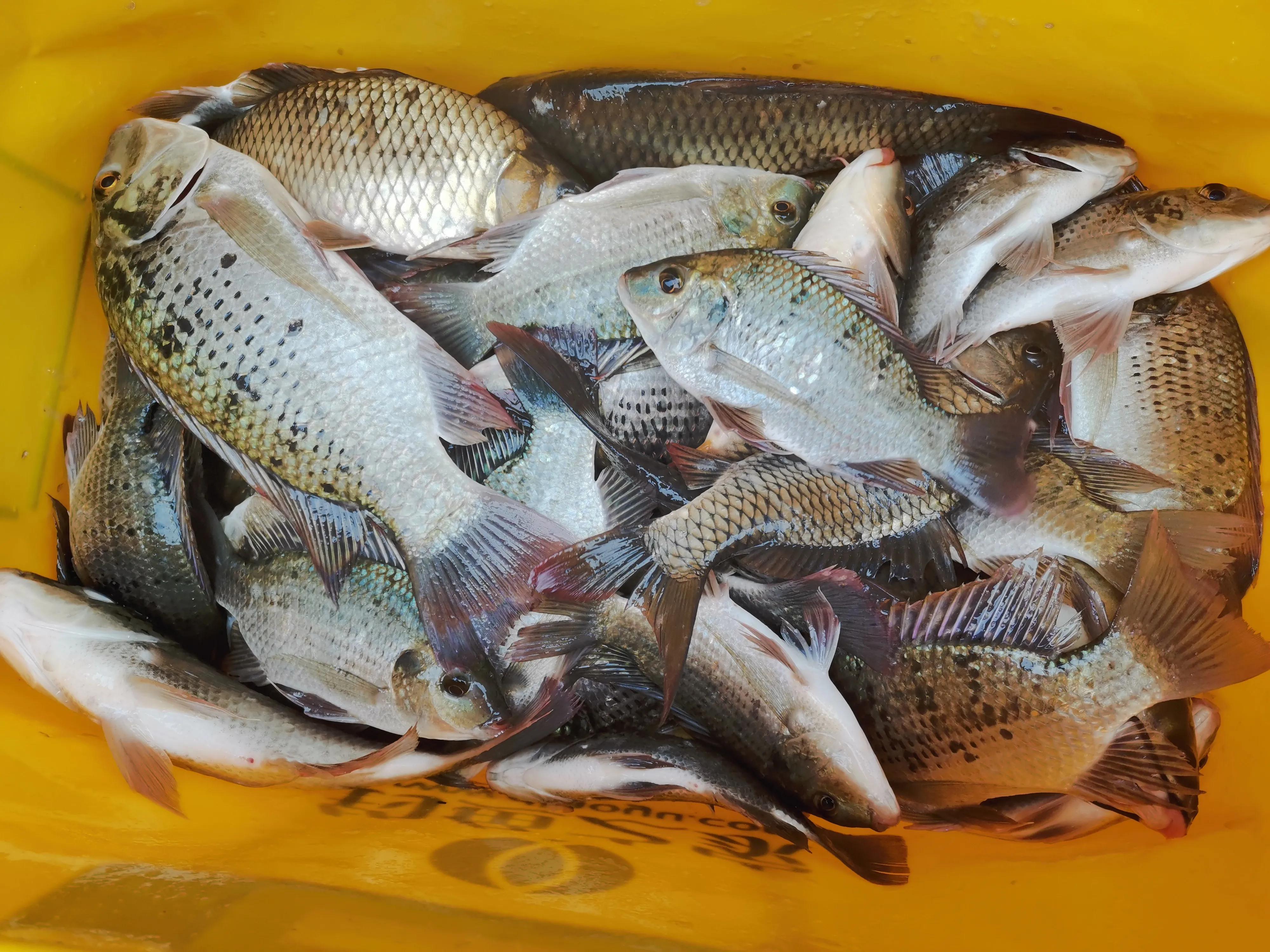 文山马鹿塘水库钓罗非鱼怎么样,文山马鹿塘水库野钓多少公里