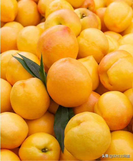 八月份有油桃这种水果吗,6月初成熟的油桃最好是什么油桃