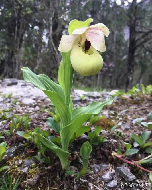 国家二级黄花杓兰,黄花杓兰与西藏杓兰