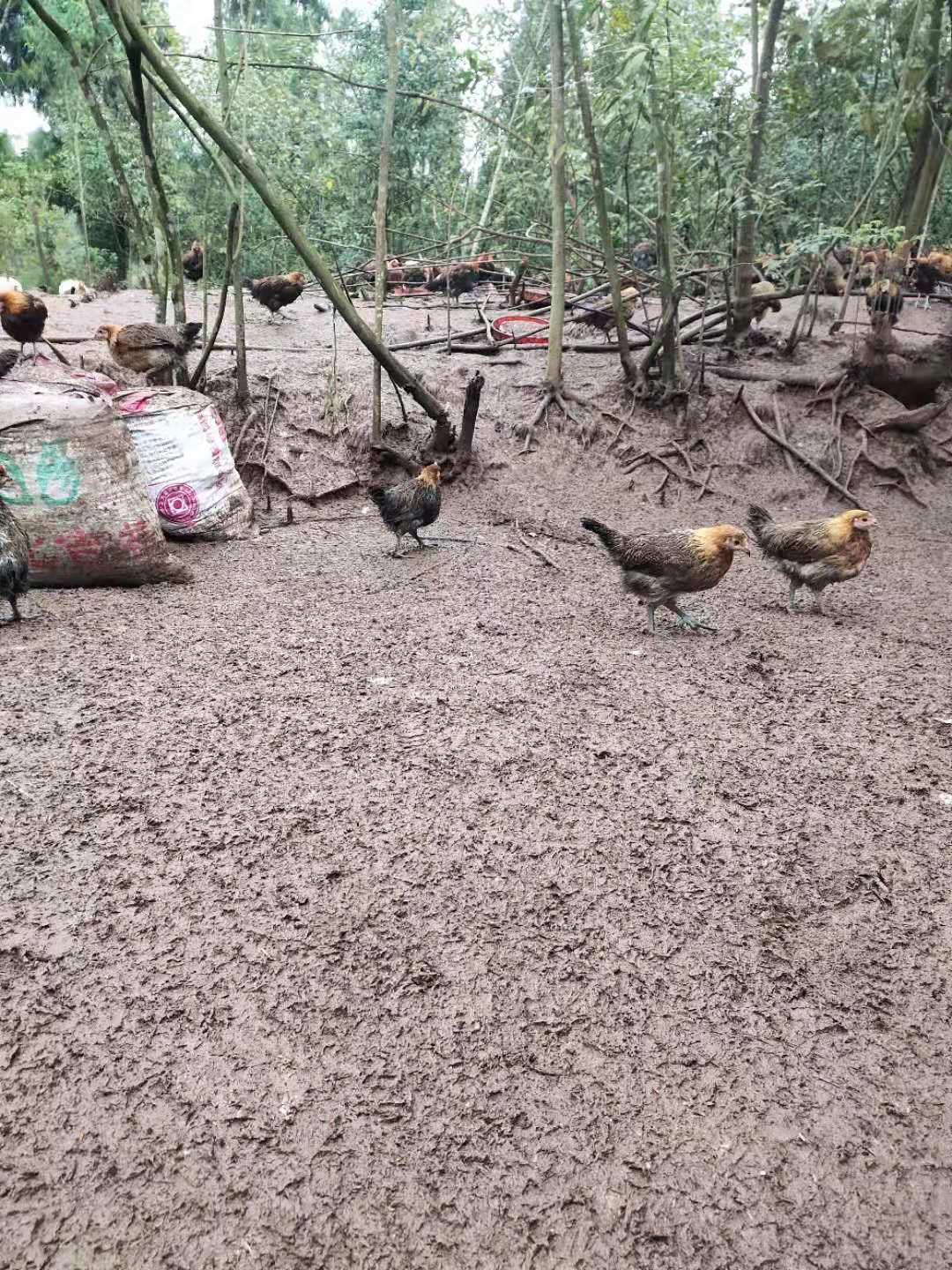 养鸡碰到下雨怎么办,养鸡出现大面积死亡