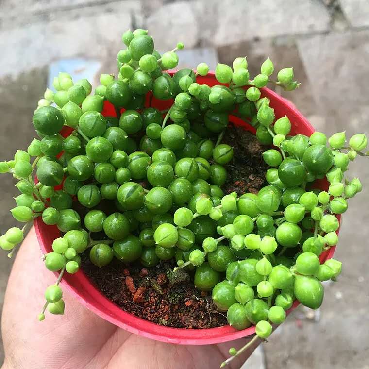 多肉七月怎么养,多肉怎么养才养得又肥又美丽