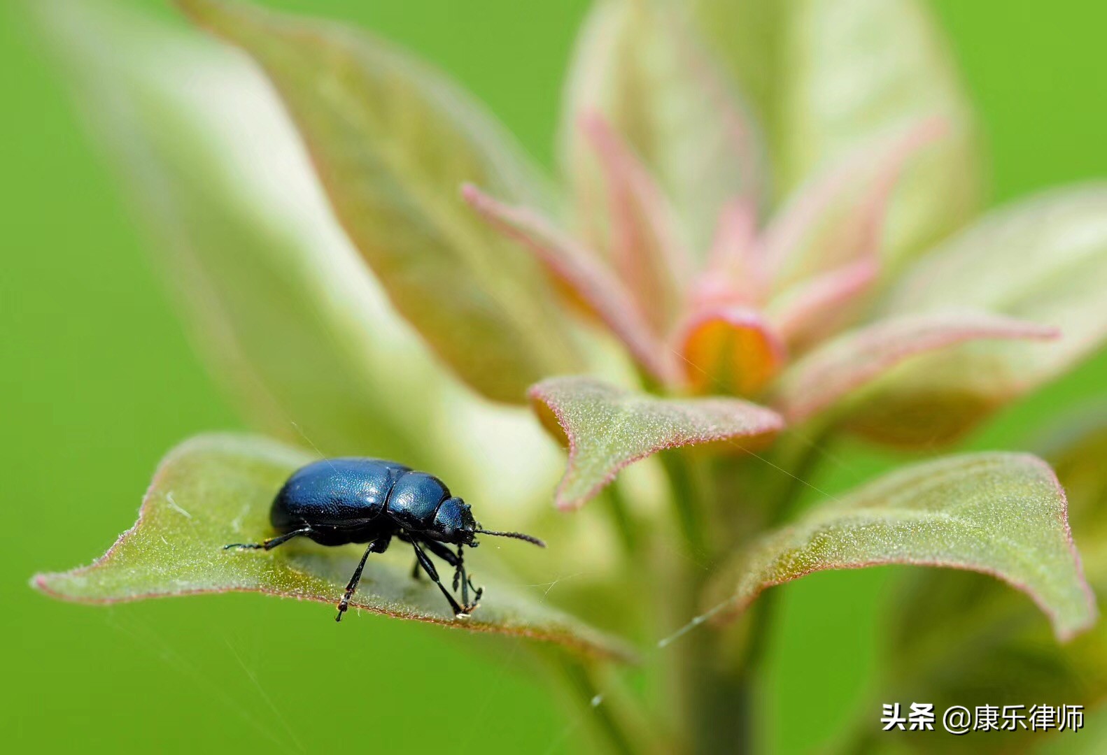 电子竞技赞助商如何获利,4am电子竞技俱乐部赞助商