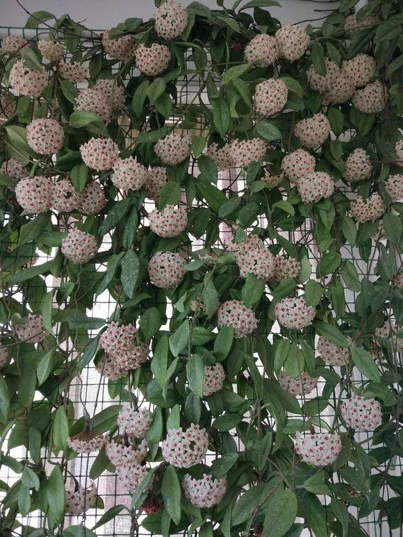 多头蔷薇爬藤一株能长多少,爬藤蔷薇一颗种子就是一株吗