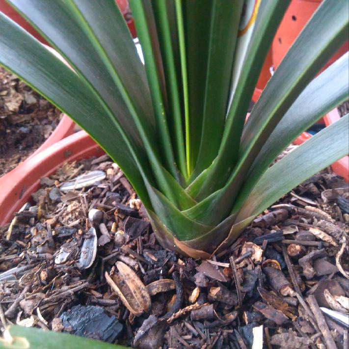 君子兰小苗冬天怎么养快速长新叶,刚买回来的君子兰小苗怎么处理