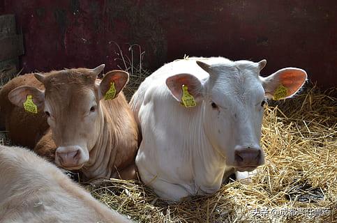 畜牧养殖热点问题有哪些,牛羊养殖热点