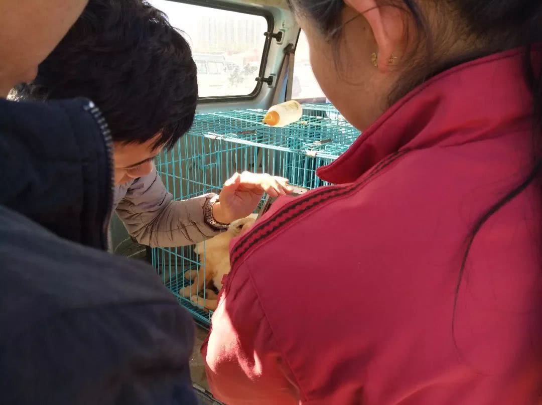 800元狗贩子,农村狗市拉布拉多350元一只