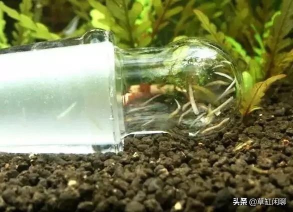 鱼缸小白虫的消灭方法,鱼缸里去除涡虫的最佳方法