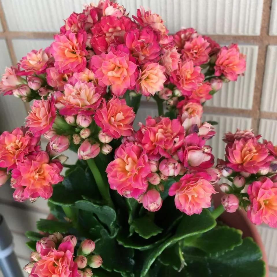 长寿花自制营养液,自制长寿花催花的方法