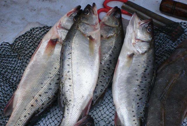 孕期吃鱼,孕期吃鱼的做法大全