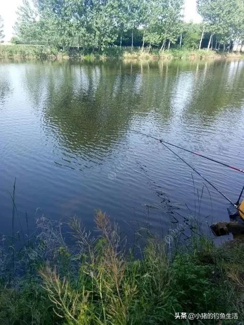 野钓双钩离底还是一钩离底好,野钓鲤鱼如何挂玉米防止挂底