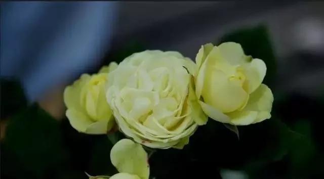 每天学习一点点花卉,100种常见玫瑰品种