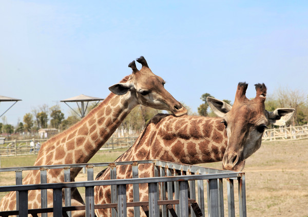 春游江淮请你来滁州版,春游江淮等您来