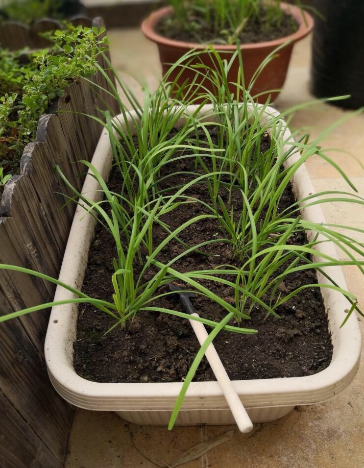 阳台种菜怎么种才能高产视频,阳台种菜方法如何把菜种好