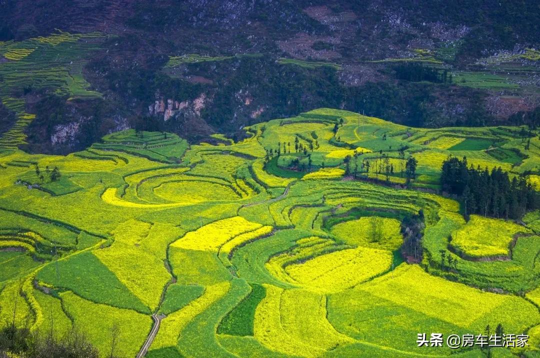 金黄的油菜花让你留连忘返,春季打卡好地方油菜花开醉游人