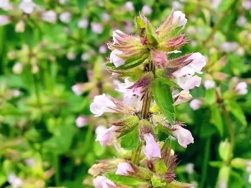 那些常见却叫不上名字的野花野草,常见的野花野草却是农家之宝
