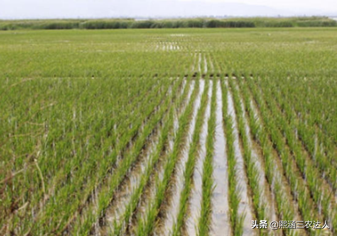水稻苗期烂秧病的防治方法,水稻烂田怎么插秧