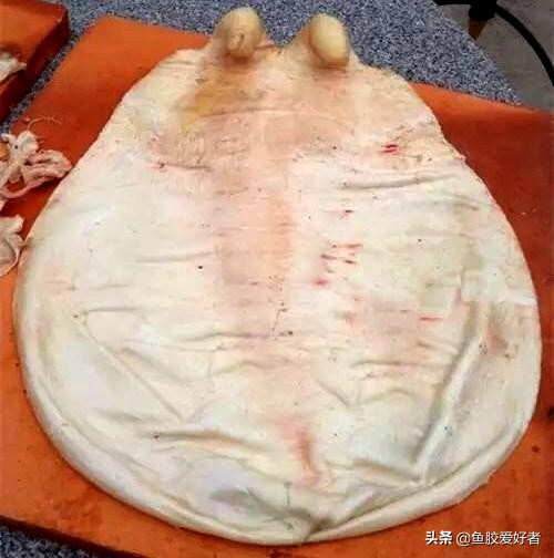 花胶的挑选九招识别真假花胶,真花胶和假花胶吃起来有什么区别