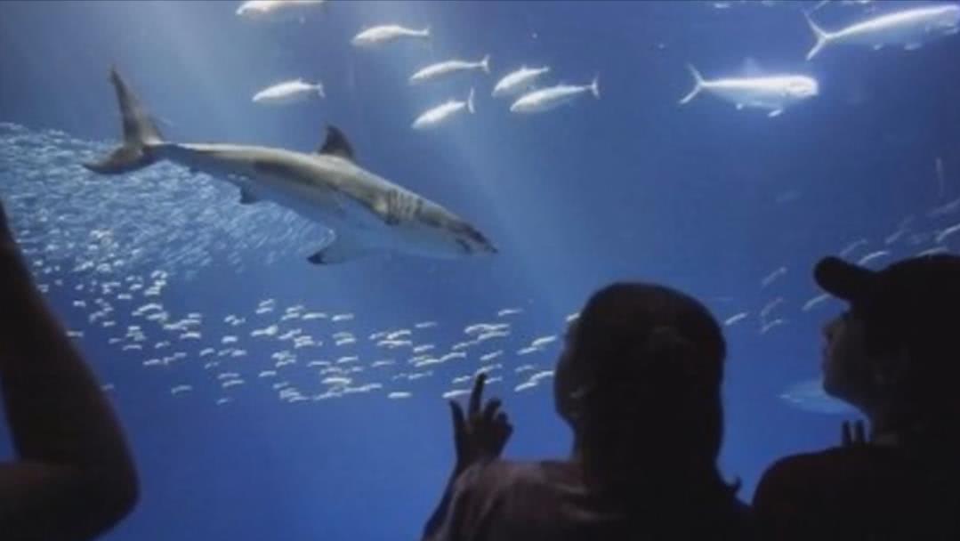 巨型大白鲨真的存在吗,最可怕的巨型大白鲨