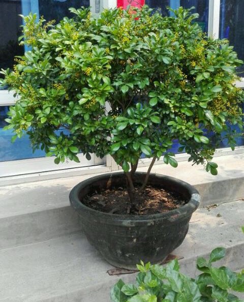 室内养米兰浇水的正确方法,室内养米兰的注意事项