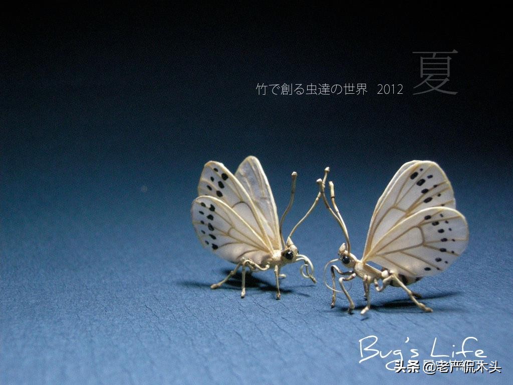 昆虫标本树脂竹节虫,昆虫标本制作竹节虫