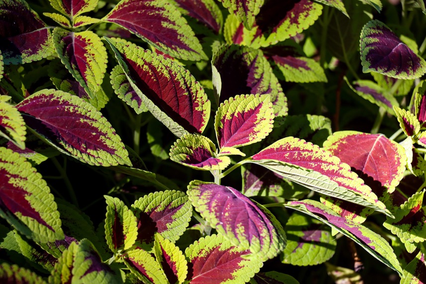 3250万像素仅售7649元，佳能新出的90D单反究竟有多香？