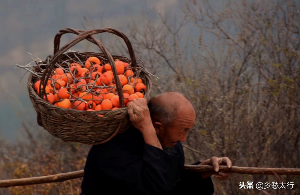中华柿子红,秋高柿子红