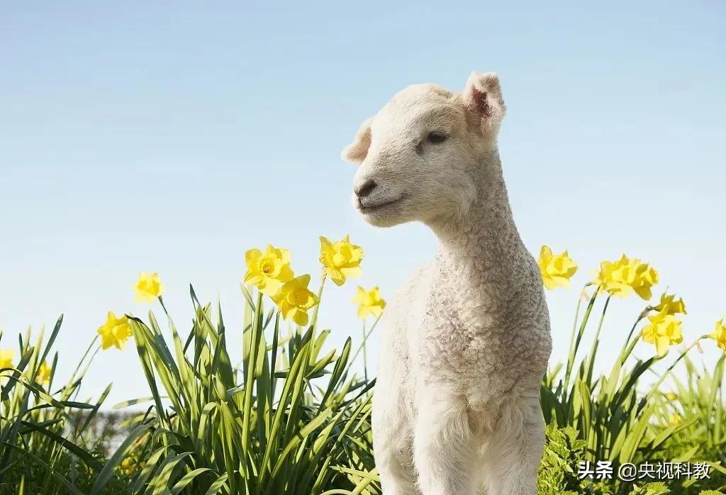 描写春天美景的成语或词语,形容春天的词语成语有哪些