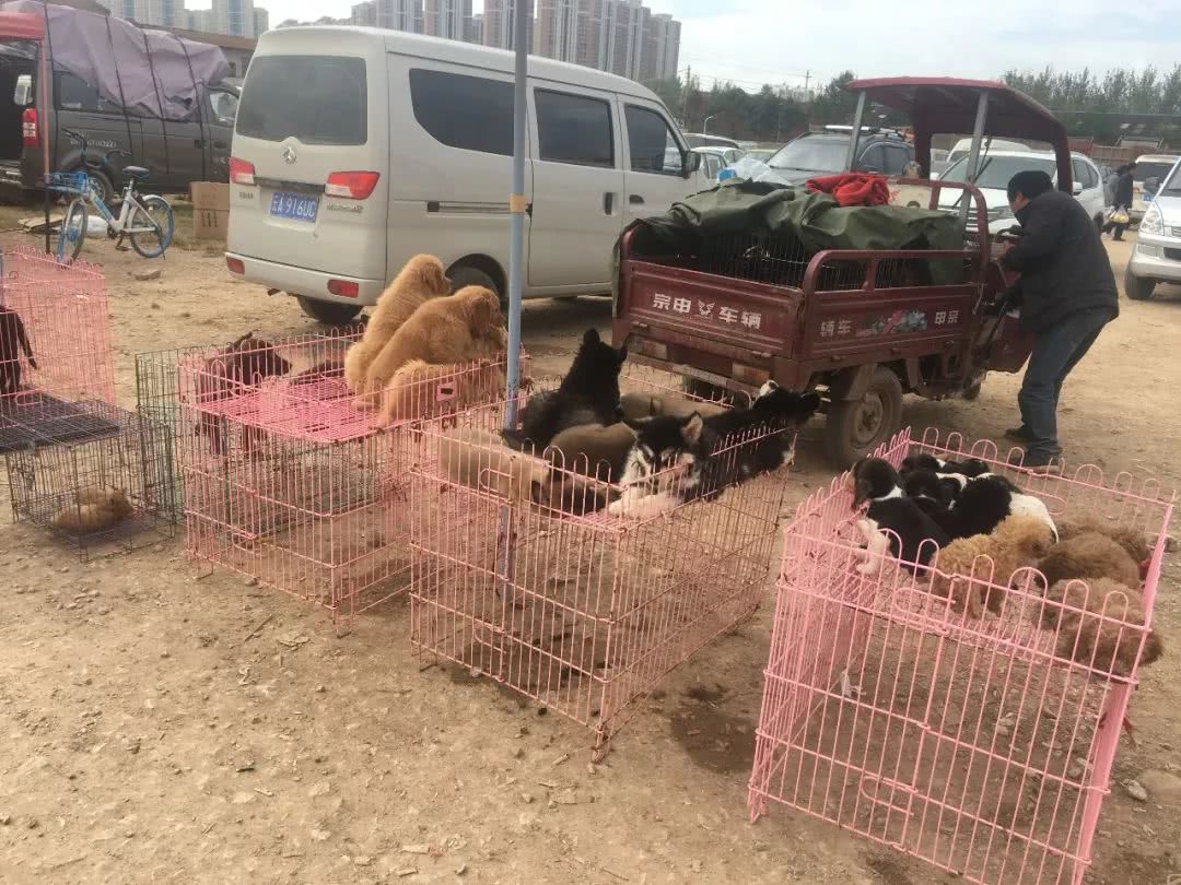 狗市挣钱不,狗市卖狗的理由