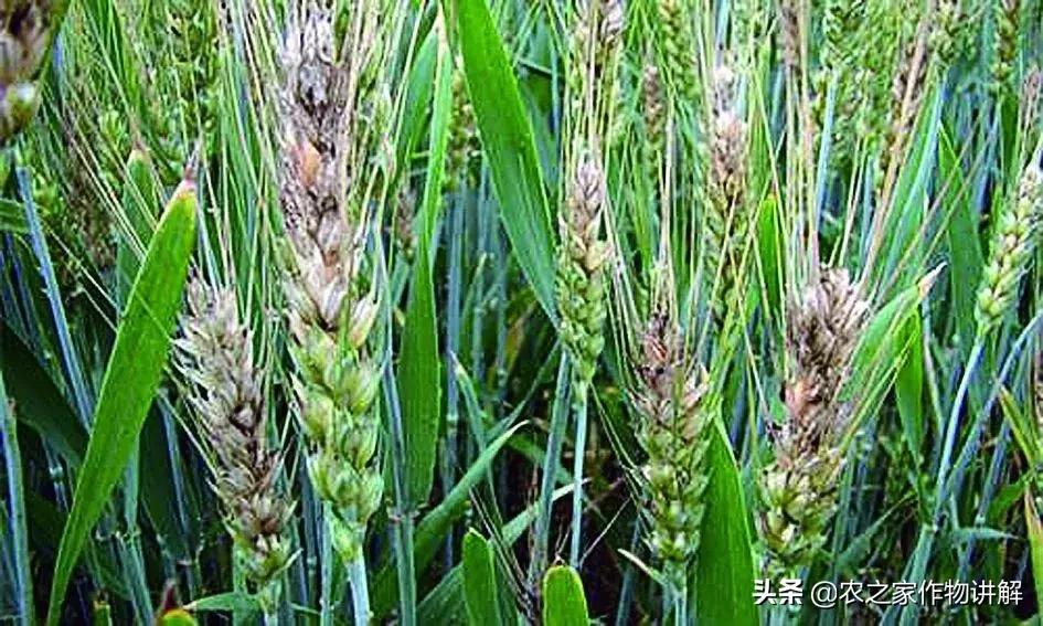 甲硫己唑醇可以和戊唑醇一起用吗,戊唑醇与己唑醇用在小麦上哪个好