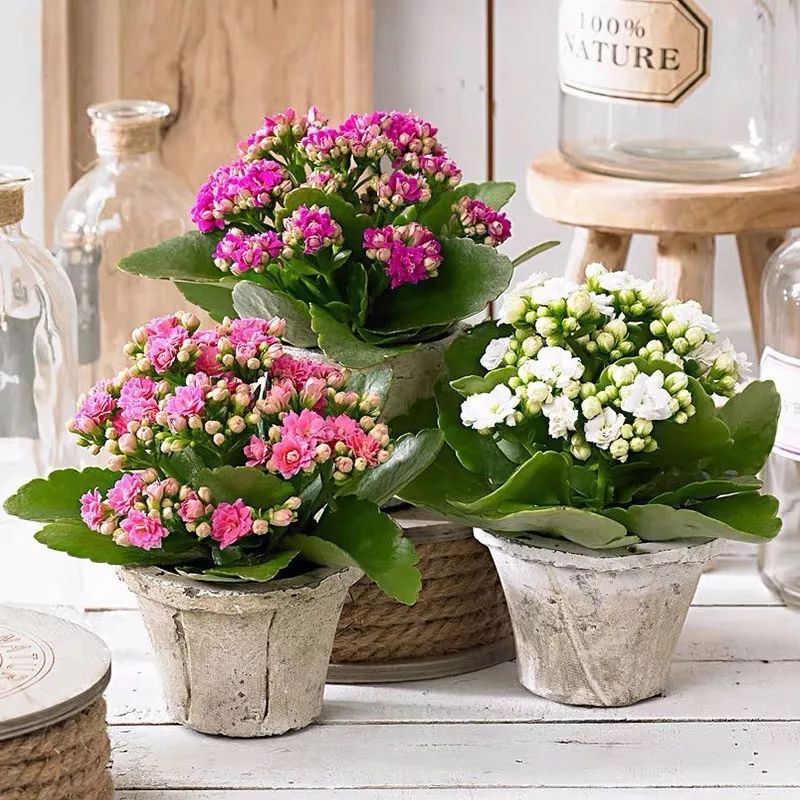 哪些花是开花机器,开花最香最好看繁殖能力还强的花