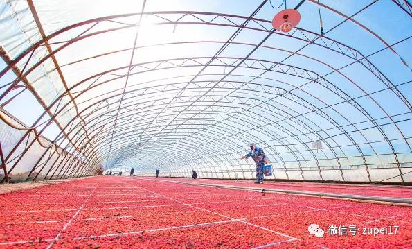 小型温室大棚用什么样的大棚,塑料大棚对比玻璃大棚