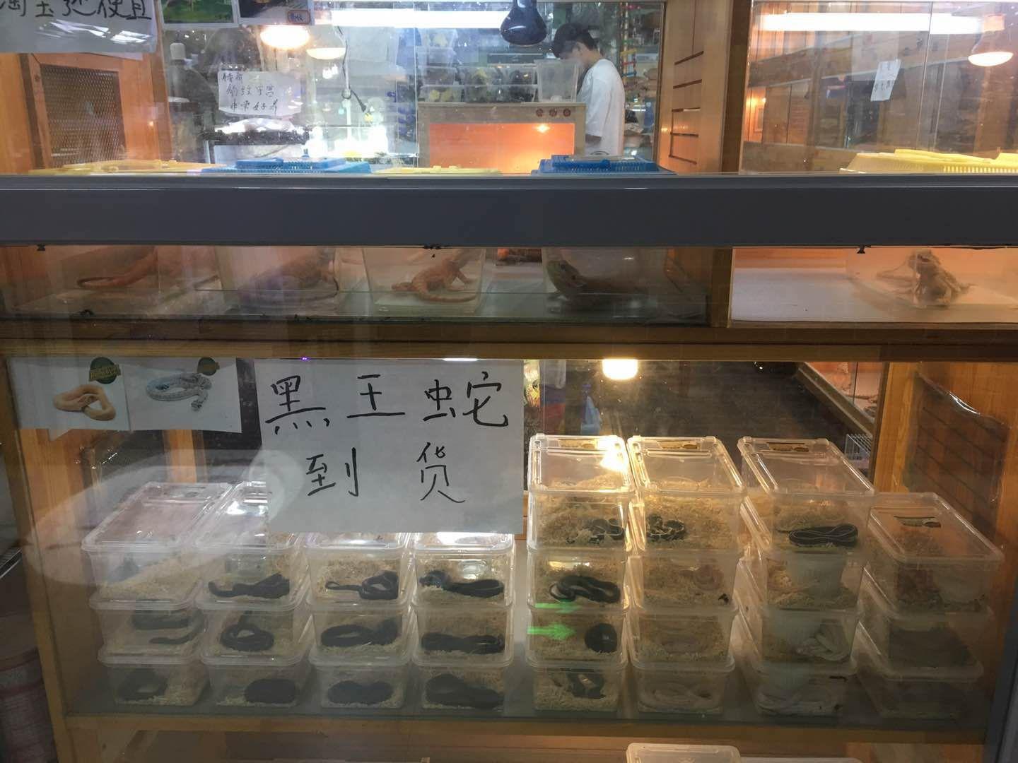 巨蜥判七年,孟加拉巨蜥判刑