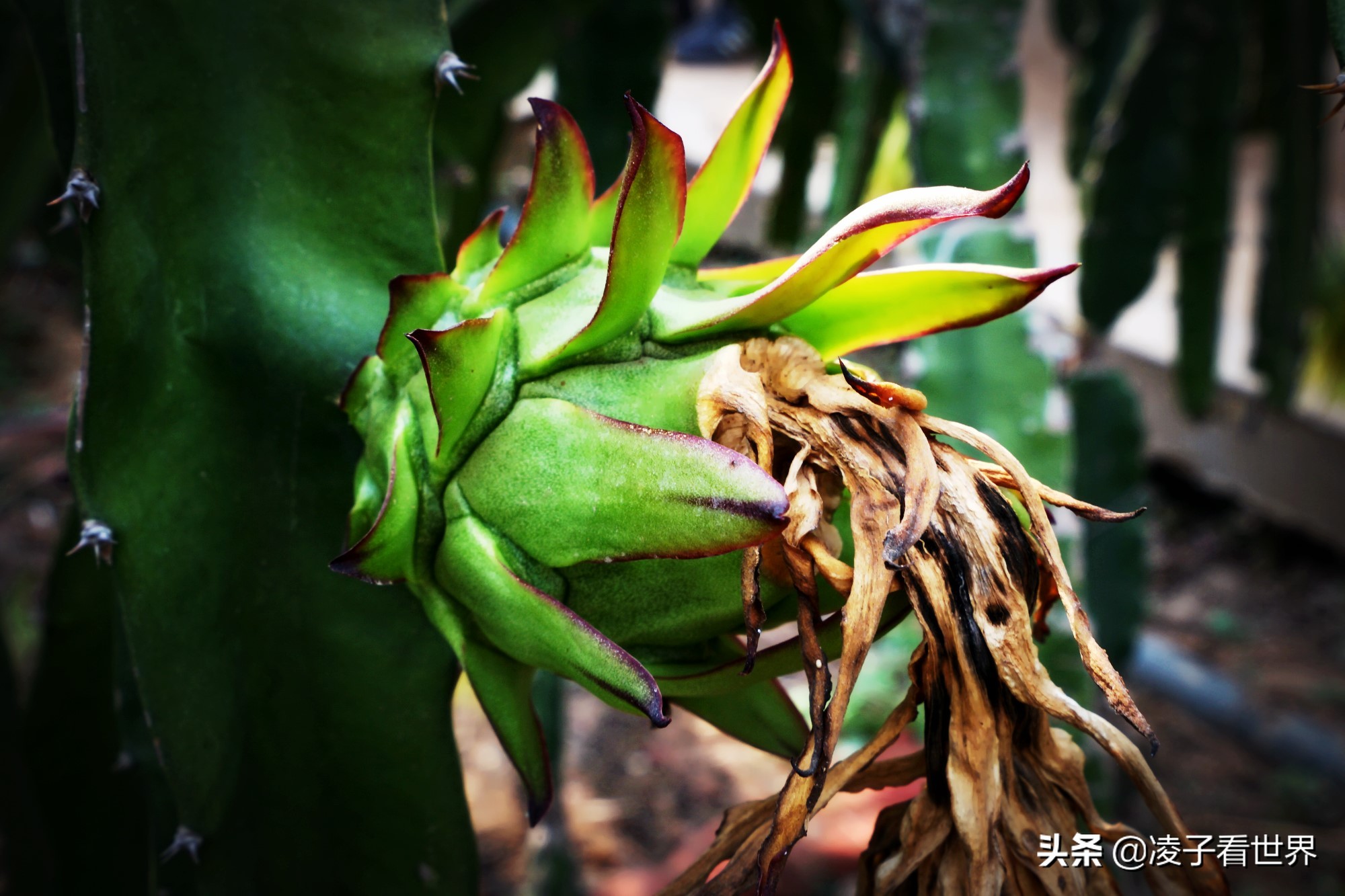 鐭冲搴勬収鐏簞鍥ソ鐜╁悧鍊煎緱鍘诲悧,鐭冲搴勬収鐏簞鍥檮杩戦噰鎽樺洯