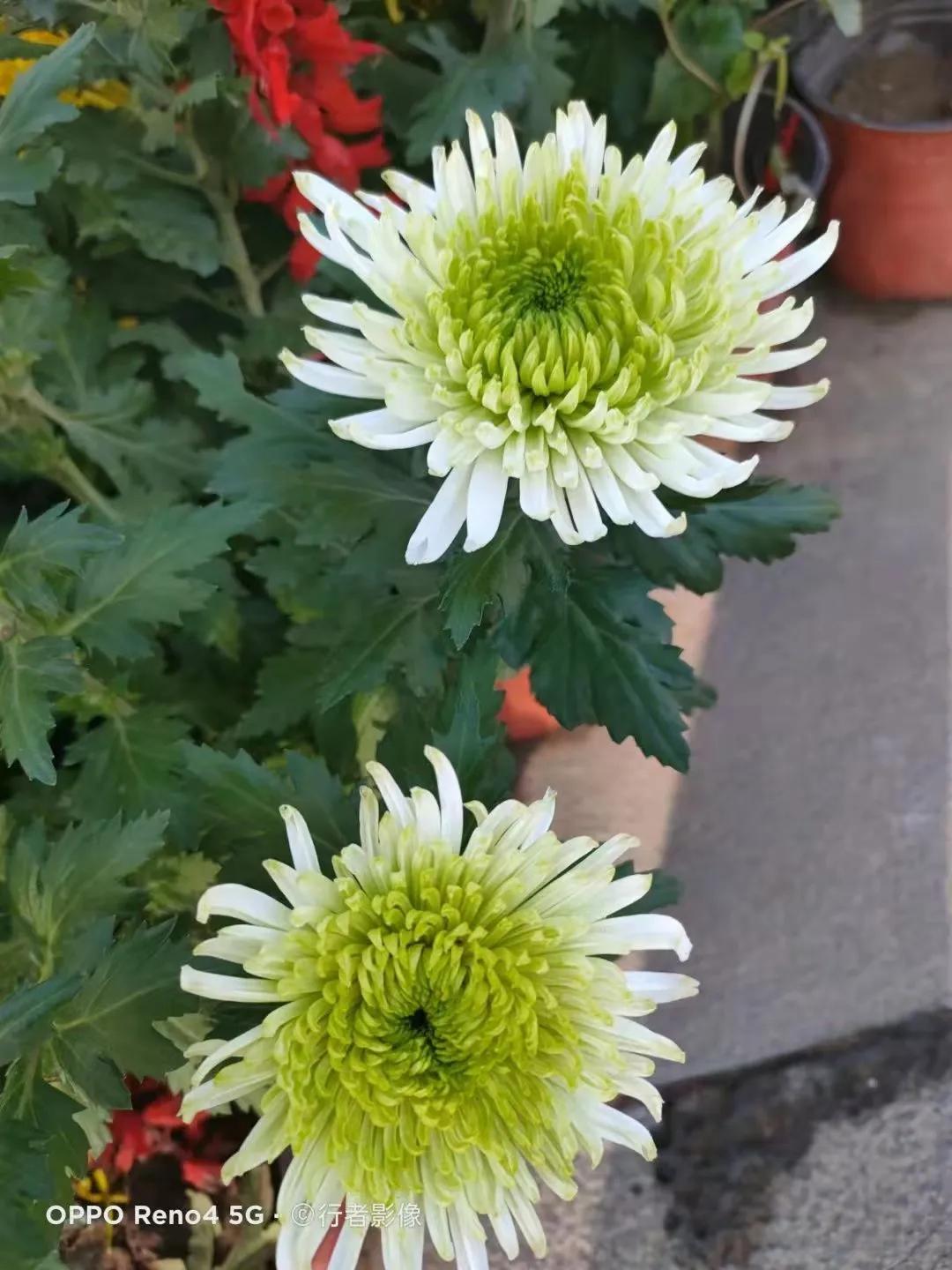 长长的路慢慢地走陈瑞完整版,长长的路慢慢地走原唱