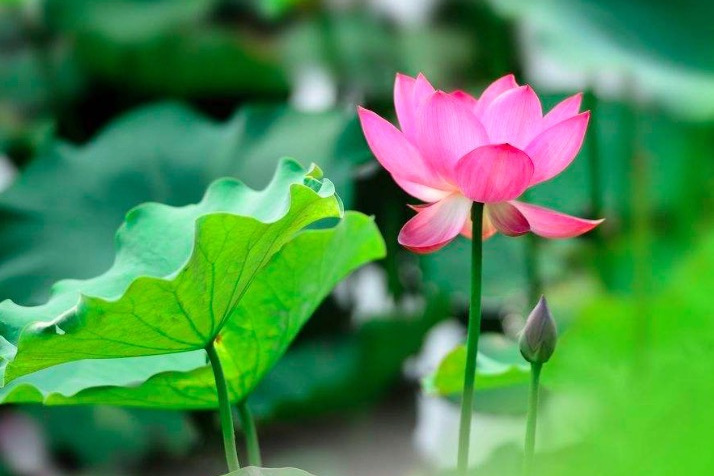 荷花最好听的十首诗,最有韵味的荷花十首诗词