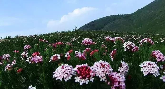 山西晋城析城山,极目胭粉遍草甸