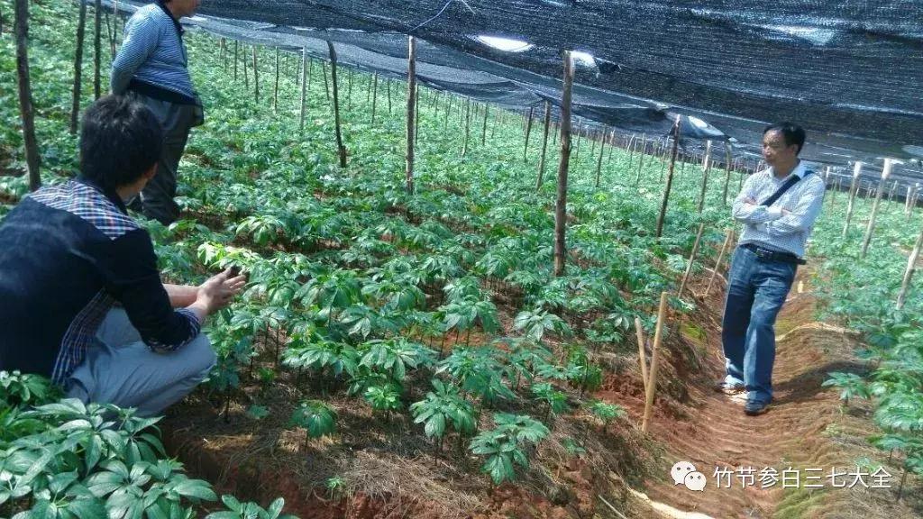 现在种植什么药材最赚钱 (现在市场上种植什么药材最赚钱)