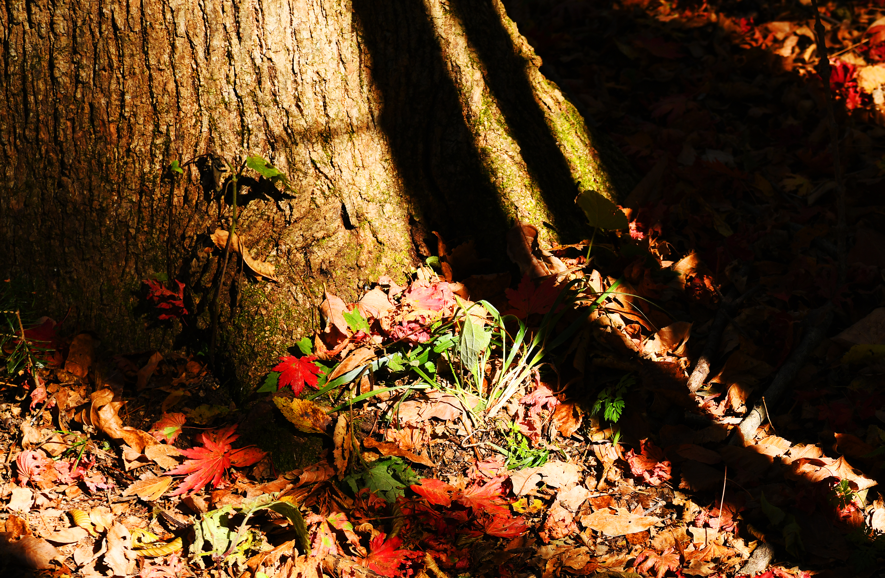 落英缤纷是落花吗,落英缤纷是叶子吗