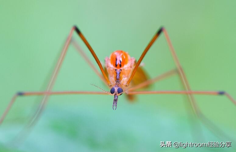 微距摄影拍摄技巧有哪些,微距镜头摄影怎么拍好看