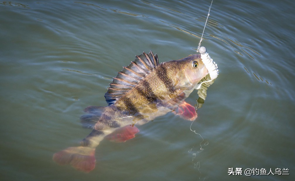 野钓路亚怎么能钓到大鱼,路亚怎么钓才不容易挂底