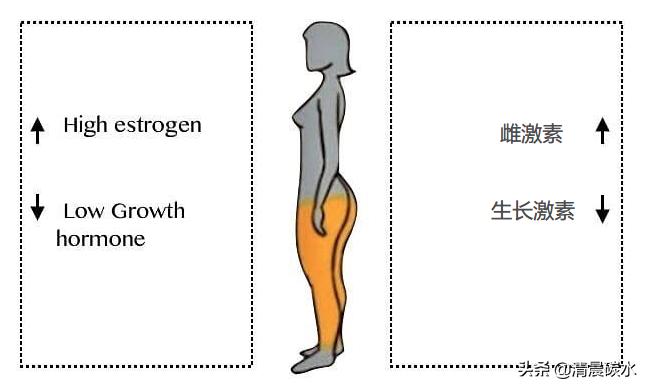 臀腿和腹部怎么减脂有效,臀腿脂肪怎么减最快