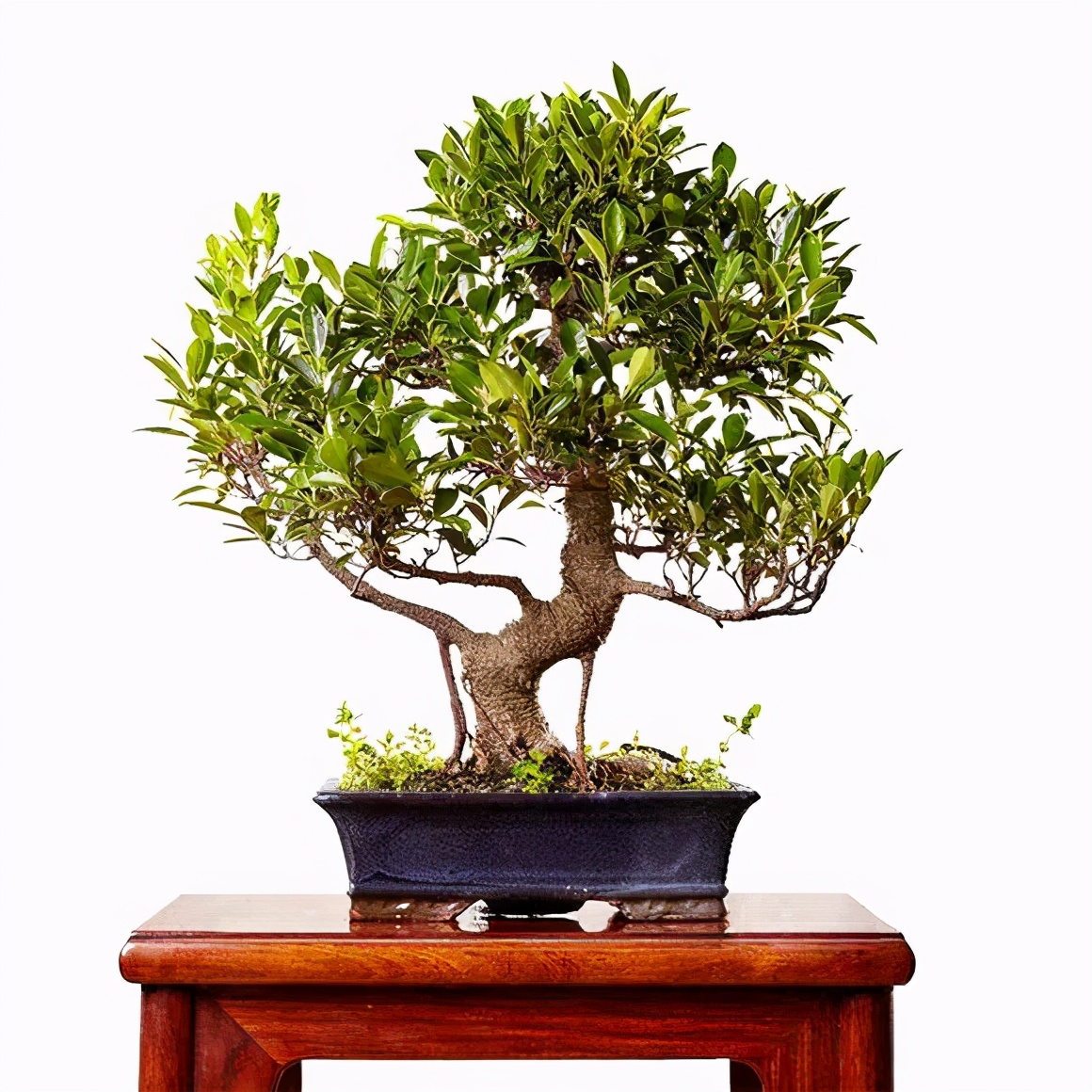 想要盆景长得爆土壤有技巧,怎样自己培养一棵价值高的盆景