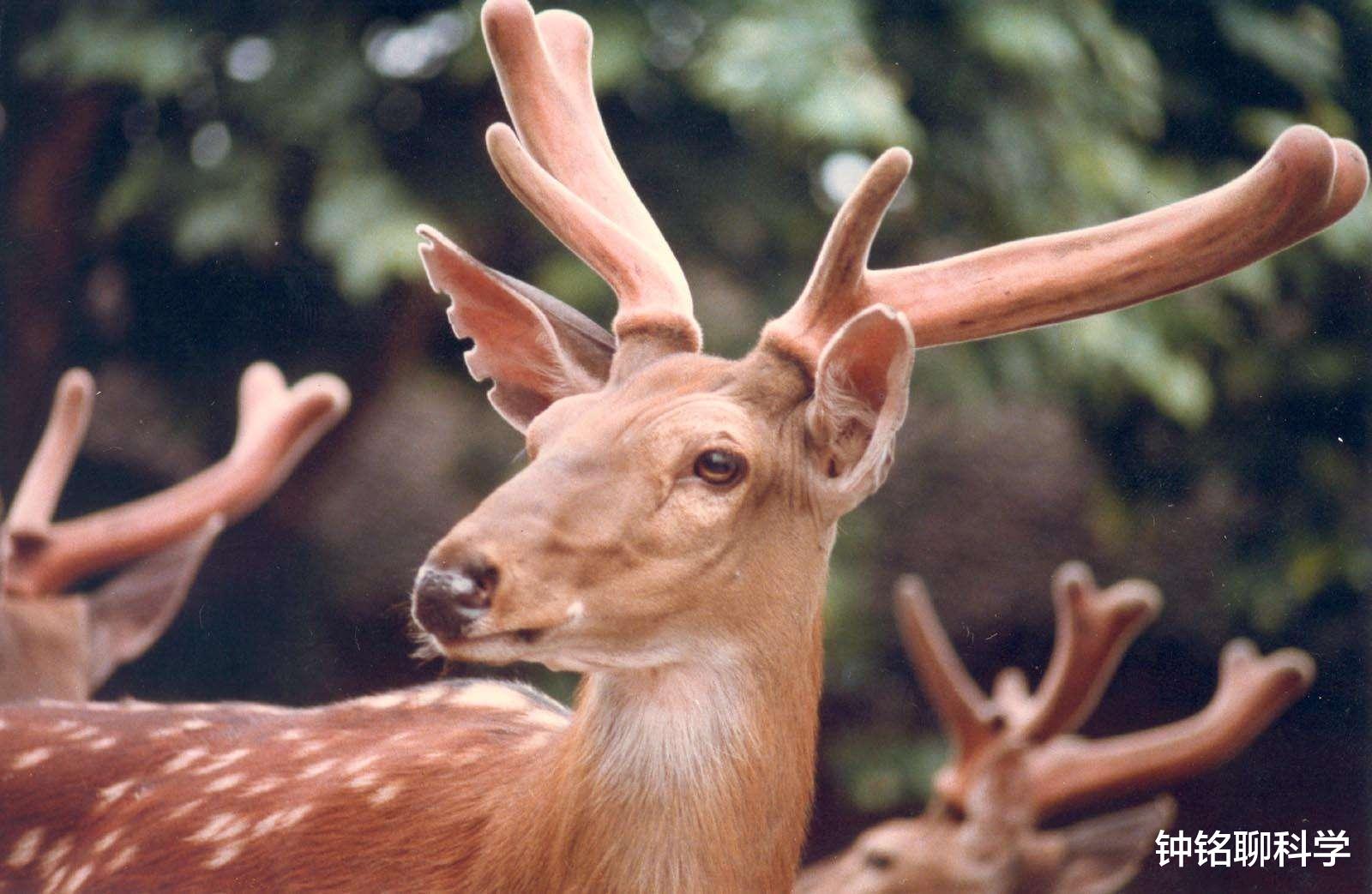鹿茸基本常识介绍,鹿茸知识
