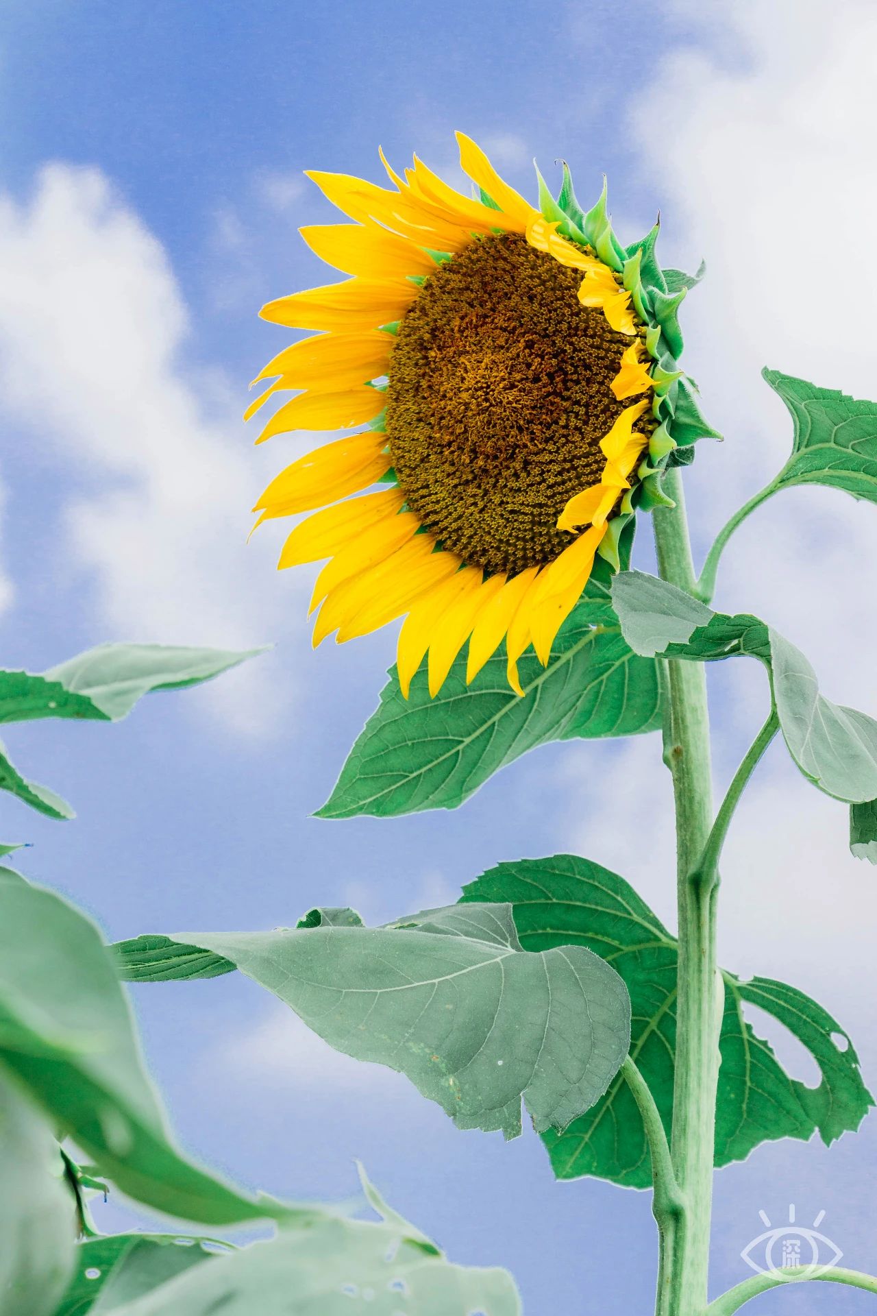 放假在深圳能去哪里玩,放假了可以去深圳的哪些地方玩