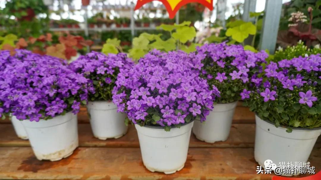 聊城最便宜的花卉批发,聊城附近的花卉市场