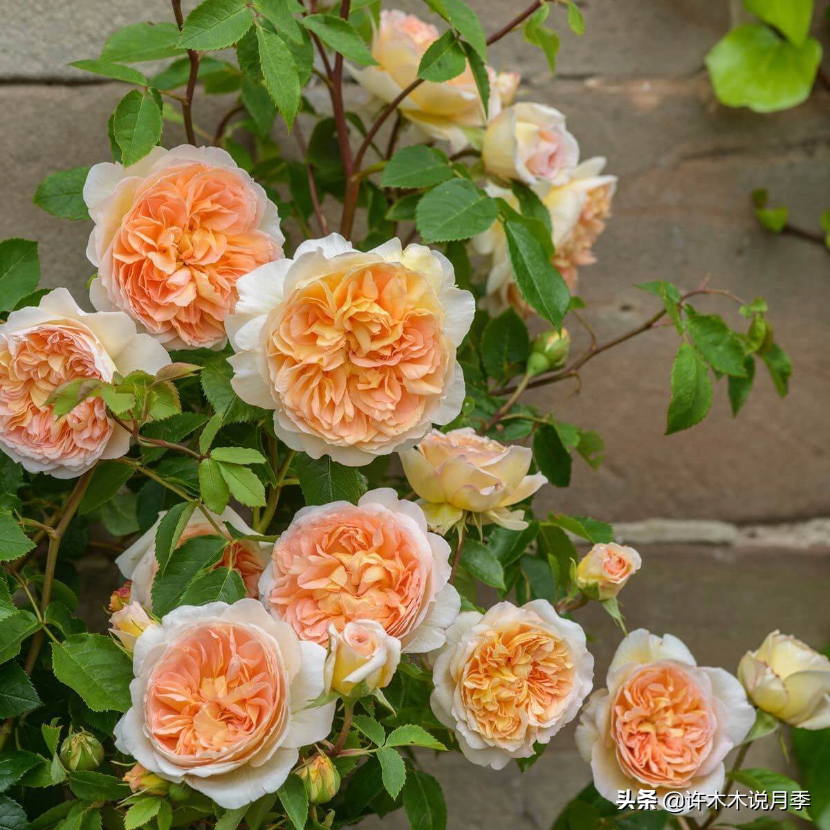 月季新手种植教程,购苗、修剪、施肥、浇水、喷药,手把手教你