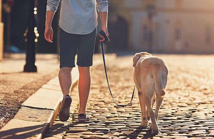 狗狗中暑的急救方法,狗狗中暑和解救方法